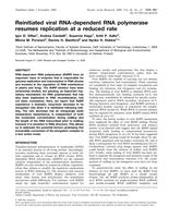 Reinitiated viral RNA-dependent RNA polymerase resumes replication at a reduced rate