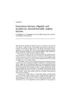 Interactions between obligately and facultatively chemolithotrophic sulfur bacteria