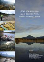 Origin of anastomosis, upper Columbia River, British Columbia, Canada